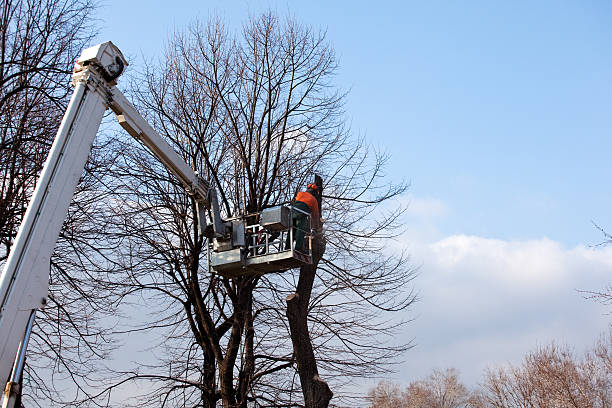 Best Fruit Tree Pruning  in Buxton, NC