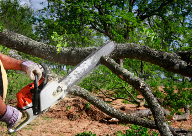 How Our Tree Care Process Works  in  Buxton, NC